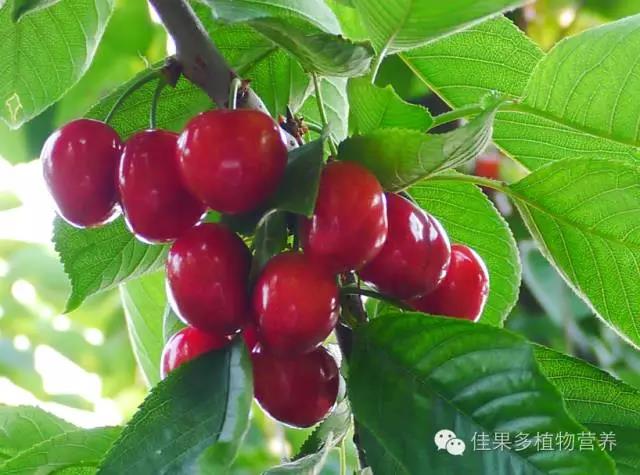 論：大櫻桃“月子肥”重要性